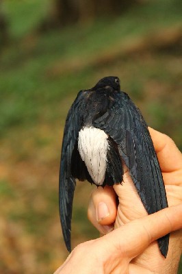 Sabine's Spinetail