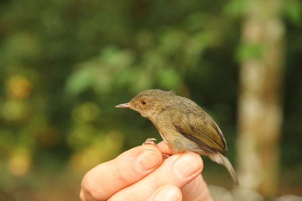 Olive-green Camaroptera