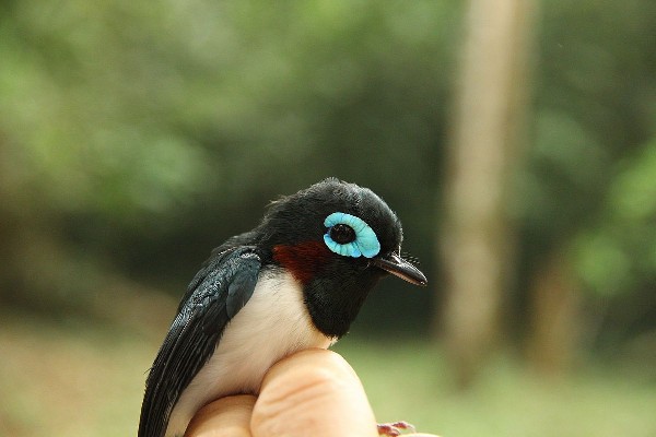 Jameson's Wattle-eye