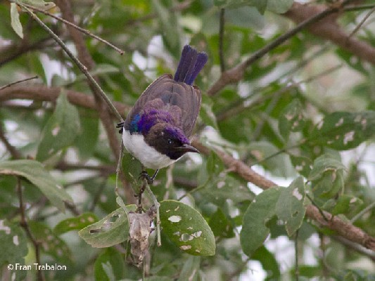 A male feeding