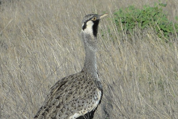 Hartlaub's Bustard during ringing session