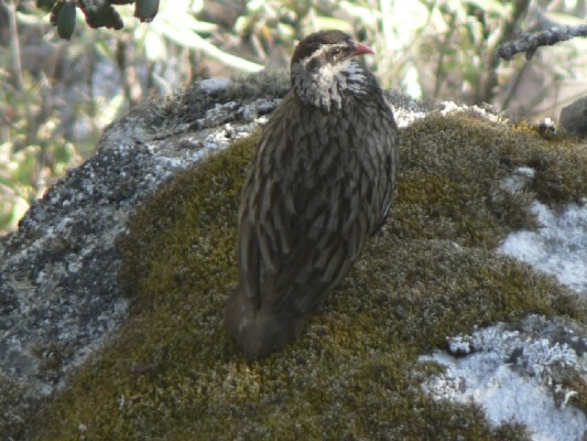 Swierstra´s Francolin male