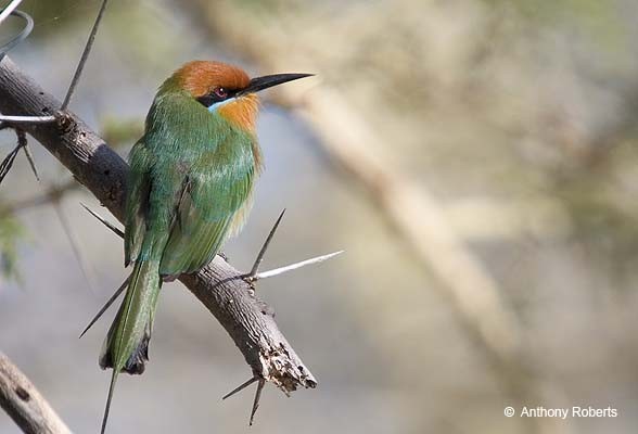 Böhm's Bee Eater (Merops boehmi)