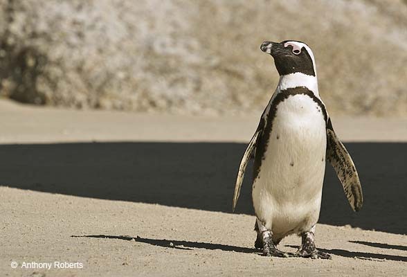 African or Jackass Penguin
