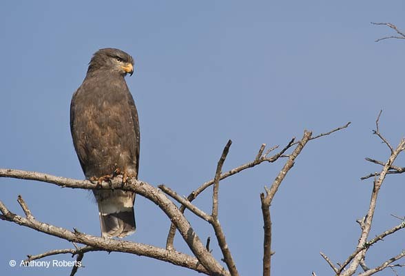 Western Banded Snake Eagle