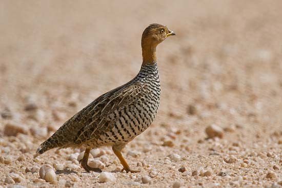 Male Coqui Francolin