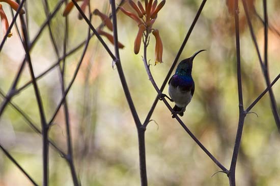 White-bellied Sunbird