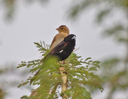 Pair of White-winged widowbirds