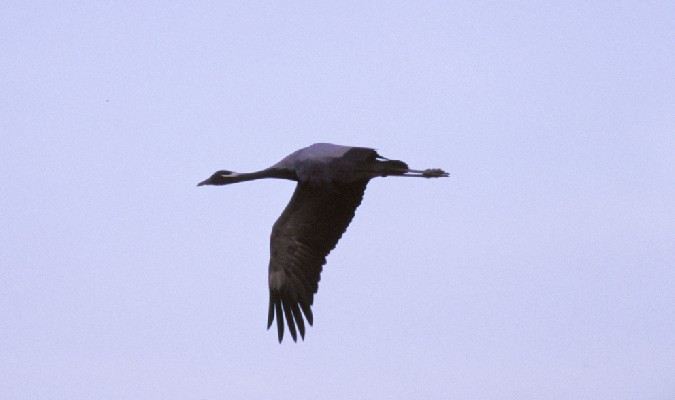 Demoiselle Crane - Anthropoides virgo, winter, Eritrea