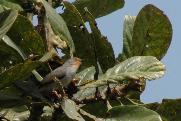 Bamenda apalis singing