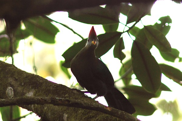 Bannerman's turaco