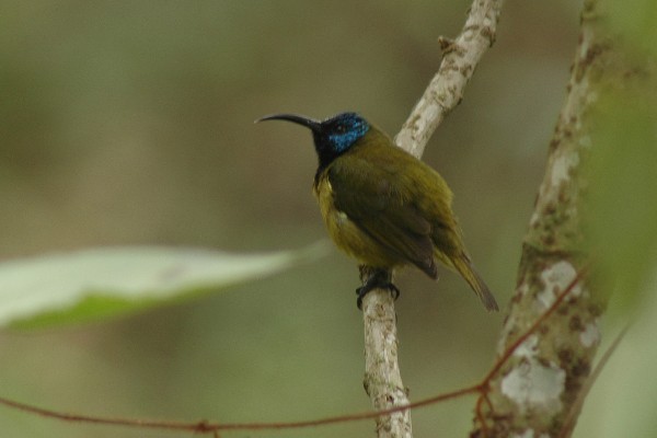 Cameroon Sunbird