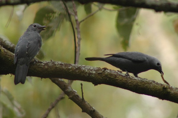 grey cuckoo-shrike with caterpillar