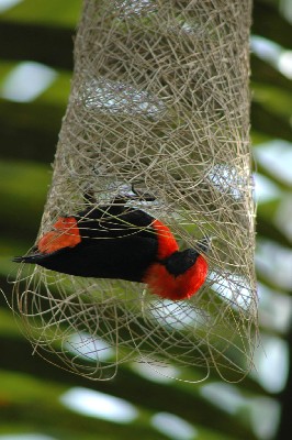 red-vented Malimbe
