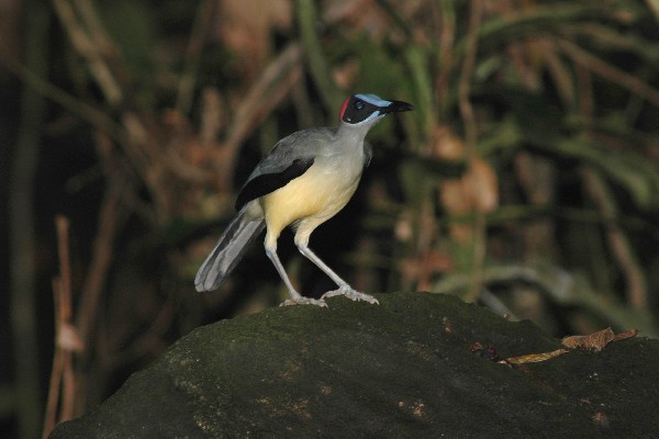 Grey-necked Picathartes near nesting site