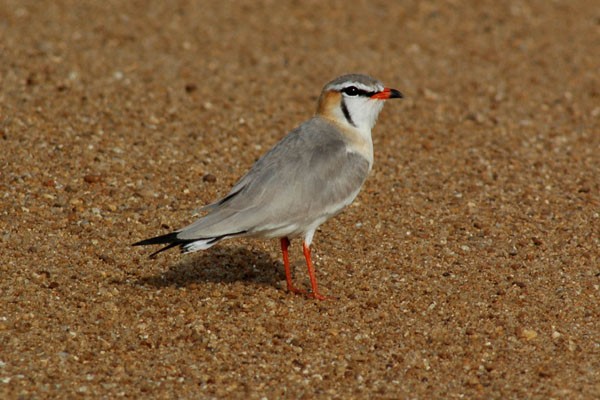 Grey Pratincole near nesting site