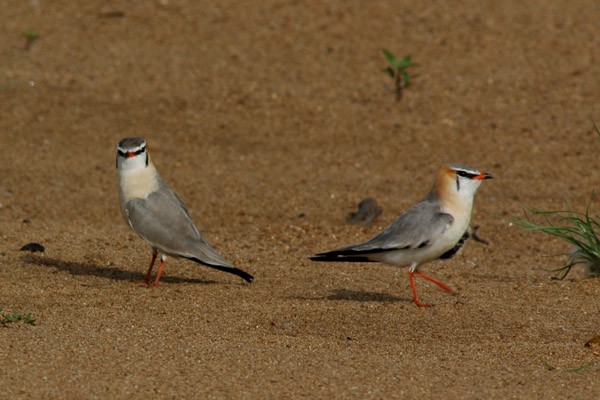 Grey Partincole near nest site