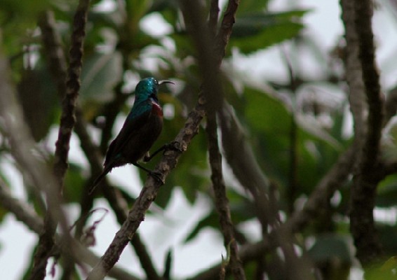 Orange-tufted Sunbird singing