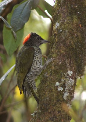 Tullberg's Woodpecker feeding