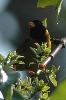 Oriole-Finch feeding