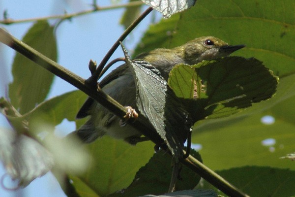 Green Longtail feeding