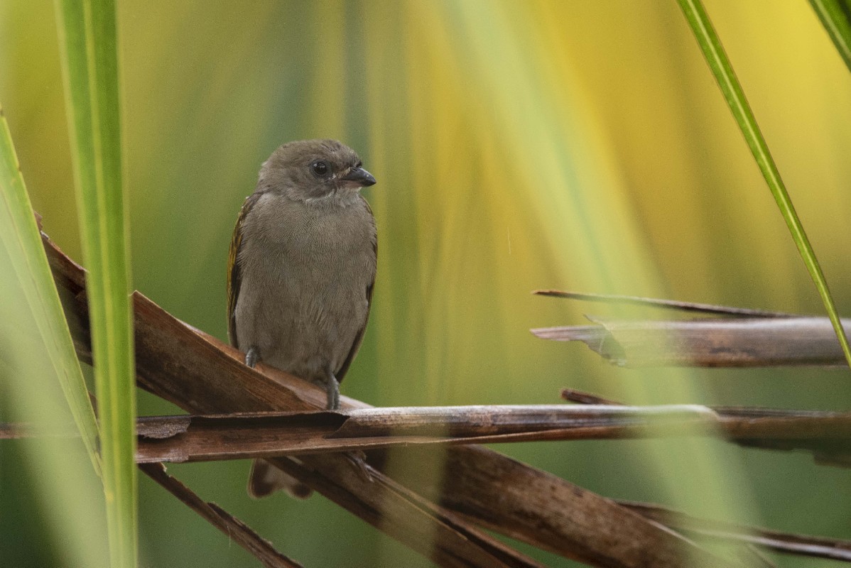 Least Honeyguide waiting next to beehive