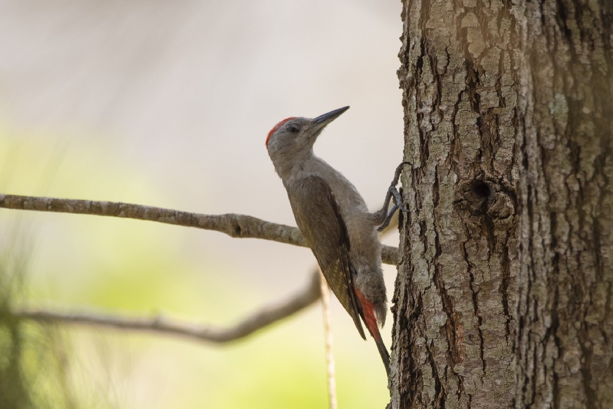 African Grey Woodpecker