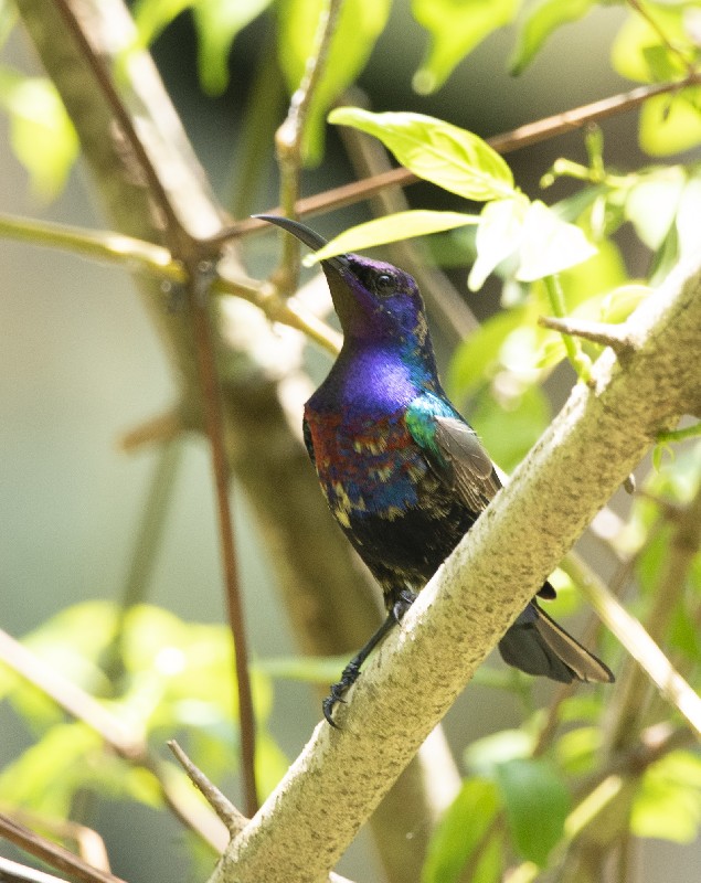 Juvenile Splendid Sunbird
