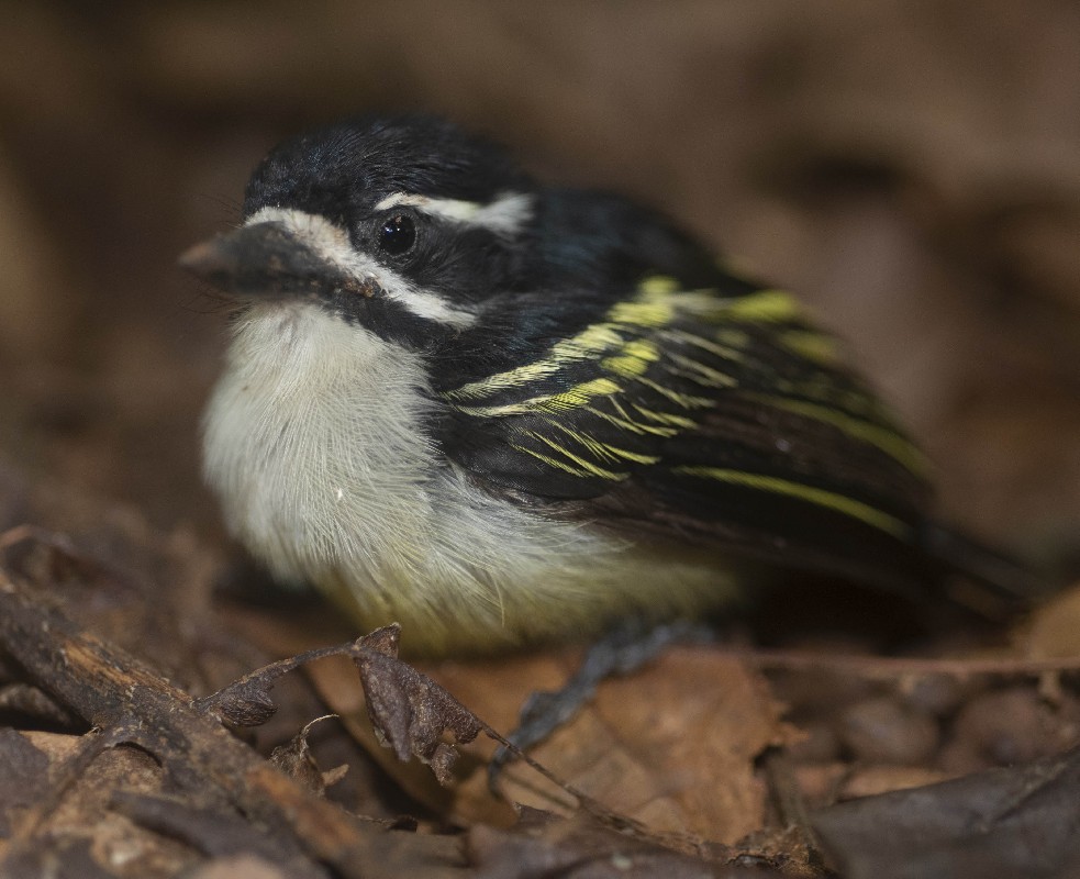 Juvenile Yellow-rumped tinkerbird