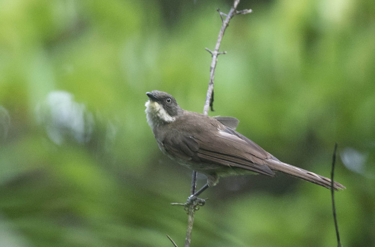 Pale-throated Greenbul, race soror
