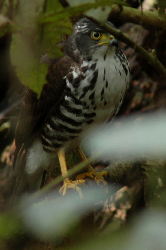 Juveline ssp macroscelides