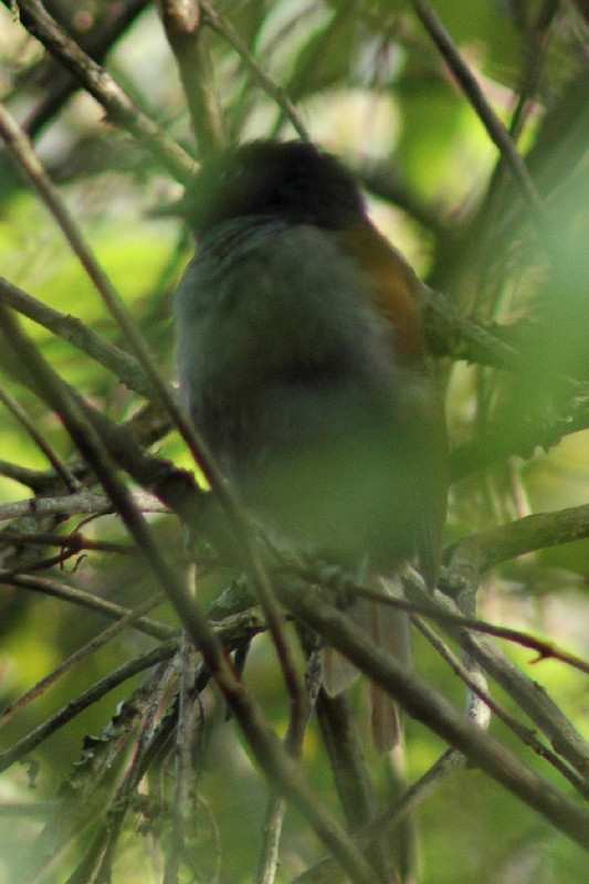 Rwenzori hill babbler