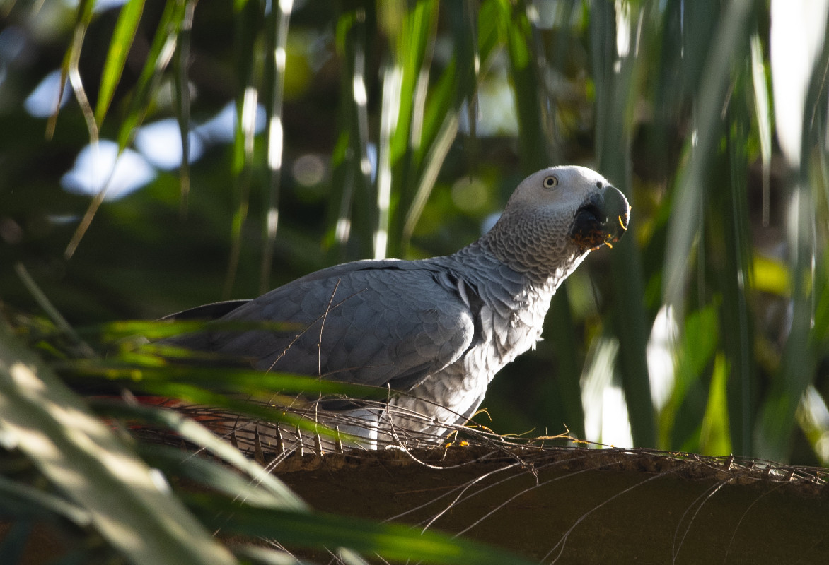 Grey Parrot eatin palm nuts