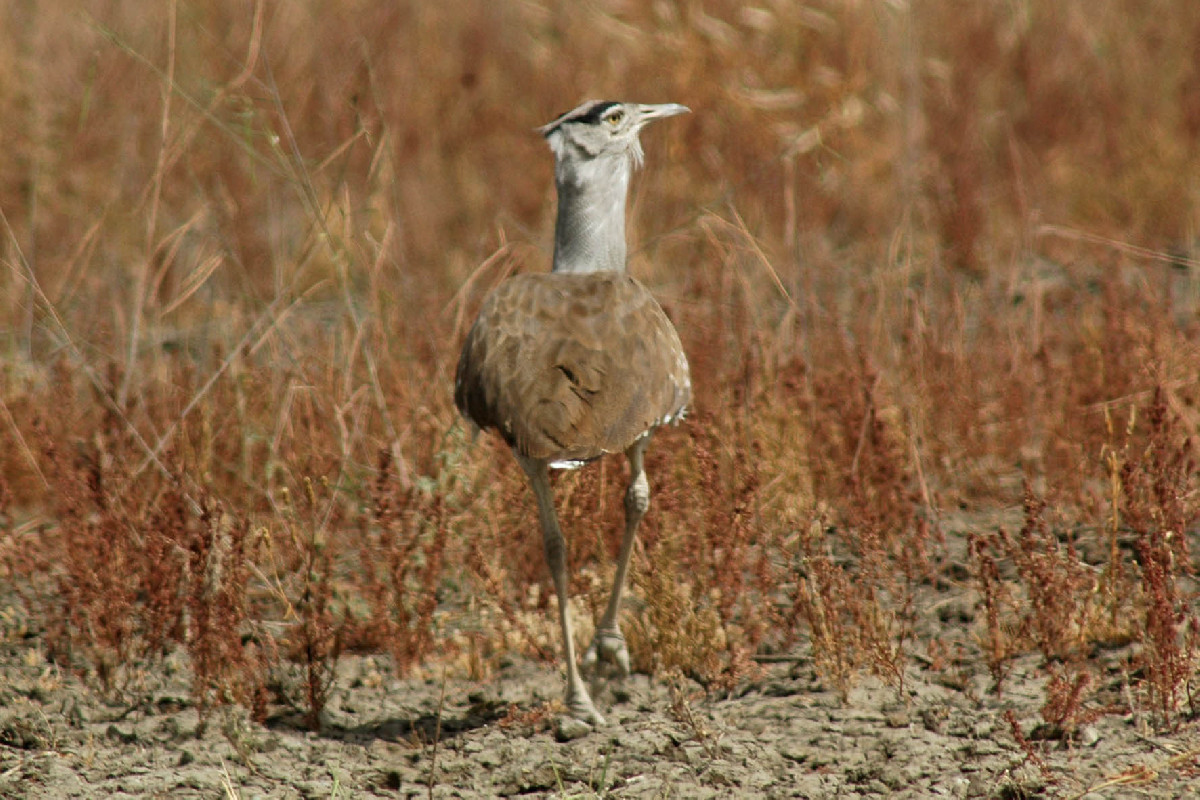 Arabian bustard