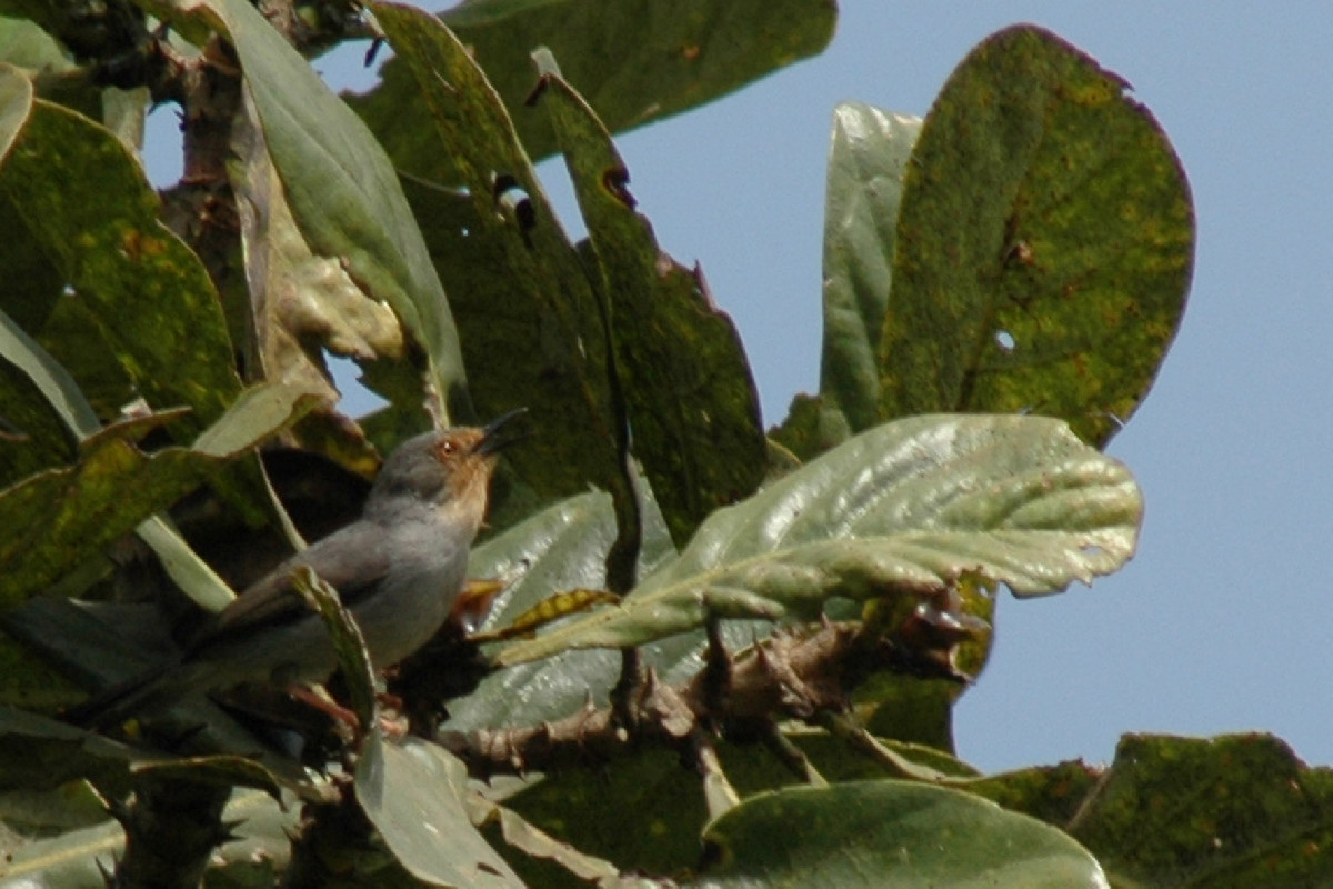 Bamenda apalis, singing