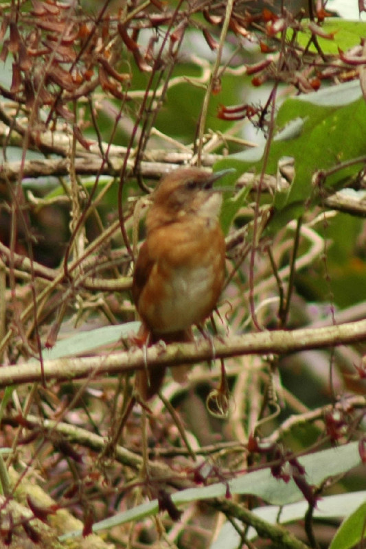 Bangwa forest warbler