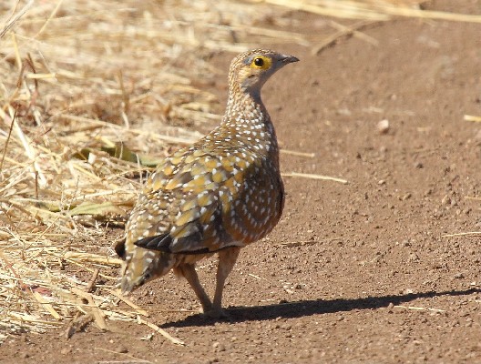 Burchell's Sandgrouse