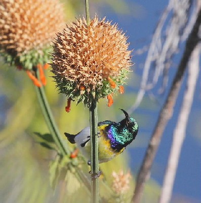 White-bellied Sunbird 