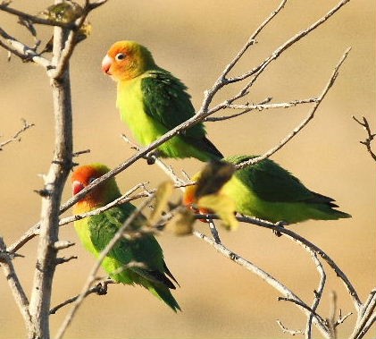 Lilian's Lovebirds   