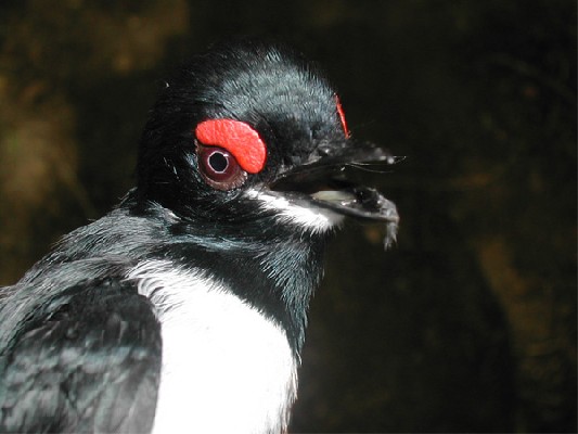 Black-throated Wattle-eye
