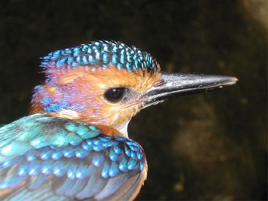 African Pygmy Kingfisher