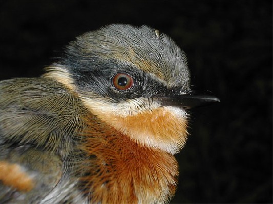 Malawi Batis