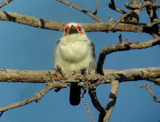 Chaplin's Barbet