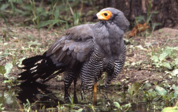 African Harrier Hawk