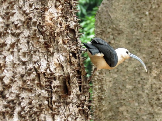 Sickle-billed Vanga