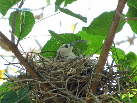 Sickle-billed Vanga
