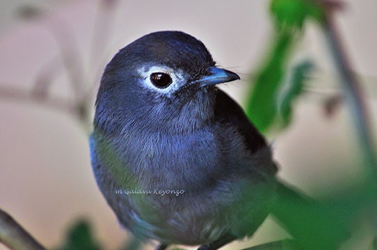 White-eyed Slaty-Flycatcher - Resting