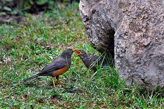 Adult feeding chick