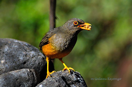 Olive Thrush - feeding maize meal crams