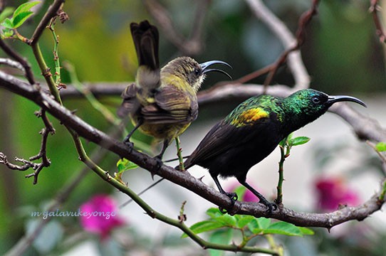 Bronzy Male & Female Sunbirds in a Pecking mood